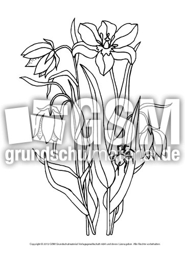 Ausmalbild-Tulpe-1.pdf